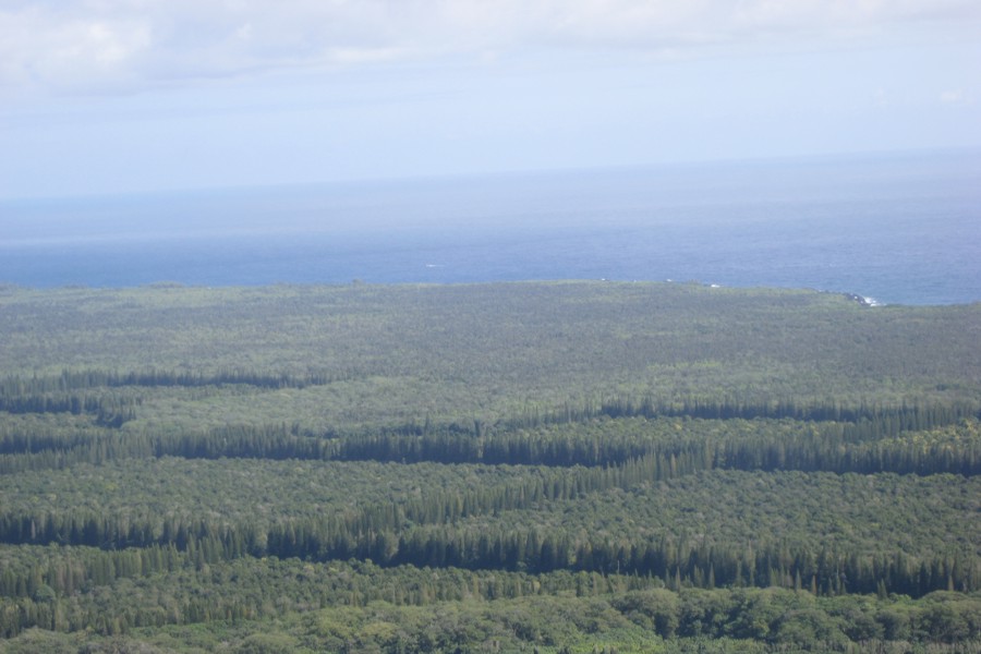 ../image/big island spectacular macadamia nut farm 3.jpg